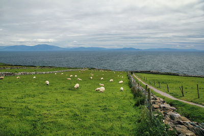 Sheep grazing on the farm with north atlantic ocean view near to slea head, county kerry, ireland.