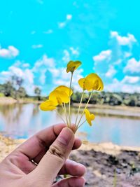 Close-up of hand holding yellow flowering plant
