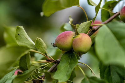 Close-up of fruits on tree