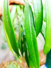 Close-up of fresh green plant