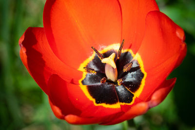 Close-up of orange flower