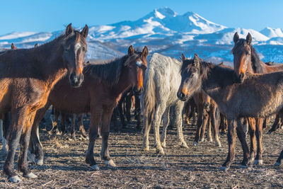 Horses standing in a field