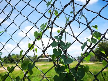 Close-up of plants seen through chainlink fence