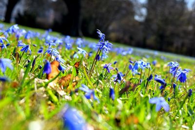 Close-up of crocus flowers on field