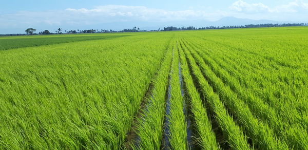 Scenic view of agricultural field against sky