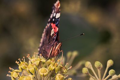 Close-up of butterfly on flowers