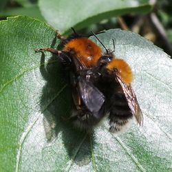 Close-up of insect