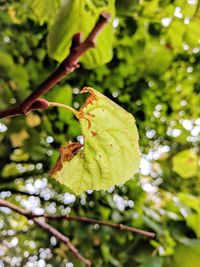 Close-up of insect on leaf