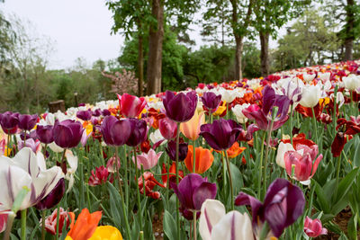Close-up of pink tulips