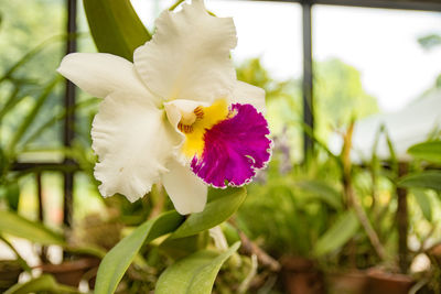 Close-up of flower blooming outdoors