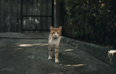 Portrait of cat