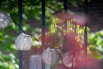 Close-up of light bulbs hanging from plant