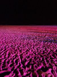 Close-up of pink flowers on land at night