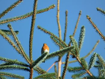 Close-up of bird perching on plant against sky