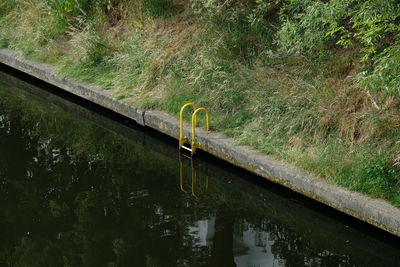 Reflection of trees on water