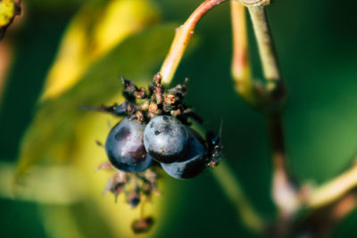 Close-up of insect on fruit