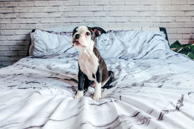 Dog sitting on bed at home