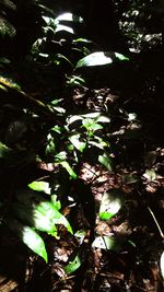 Plants growing in water