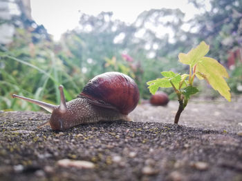 Close-up of snail on land