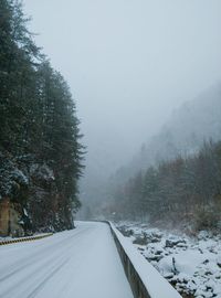 Snow covered road amidst trees during winter