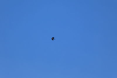 Low angle view of bird flying in sky