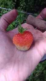 Close-up of hand holding strawberries