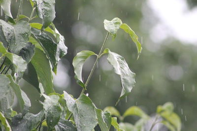 Close-up of wet plant