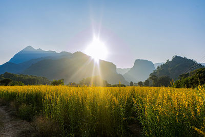 Sunn hemp field on the background of blue sky at doi nang non, chiangrai, thailand