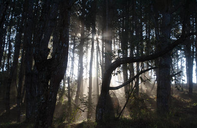 Sunlight streaming through trees in forest