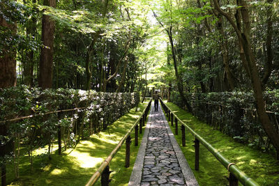 Footbridge amidst trees in forest