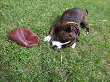 High angle view of dog on field