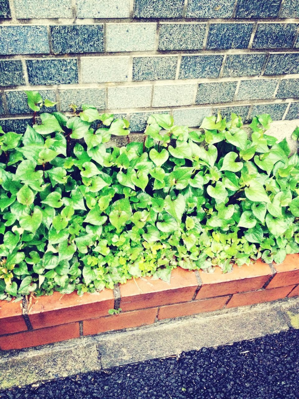 plant, growth, leaf, green color, high angle view, wall - building feature, potted plant, nature, growing, brick wall, ivy, day, outdoors, stone wall, built structure, steps, freshness, flower, no people, architecture