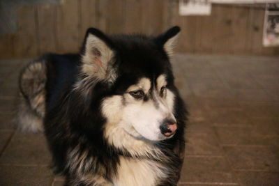 Close-up of dog relaxing on floor