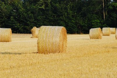 Hay bales on field against trees