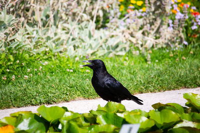 Black bird perching on a plant