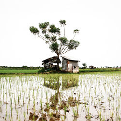 Scenic view of agricultural field against clear sky