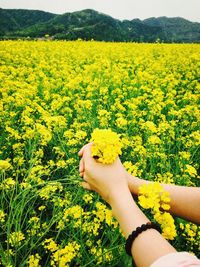 Cropped hands of woman holding rapeseed flowers on field