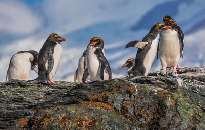 Flock of birds on rock against sky