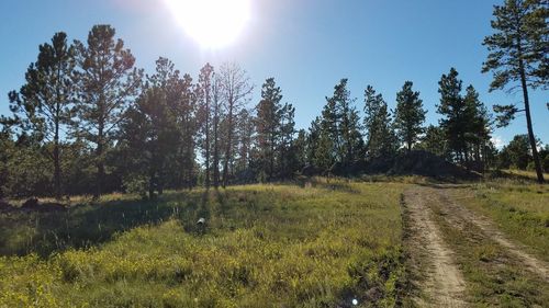 Trees on grassy landscape against bright sun