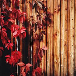 Close-up of red leaves on plant during autumn