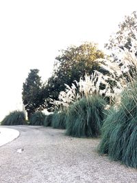 Road amidst trees on field against clear sky