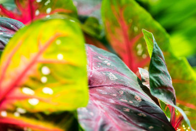 Close-up of fresh green leaf