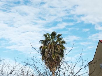 Low angle view of bare trees against sky