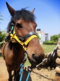 Close-up of a horse