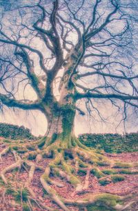 Bare trees on landscape