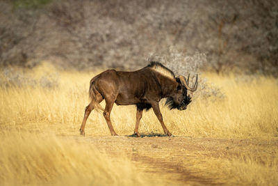 Side view of horse on field