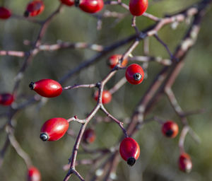 Red berries growing on tree