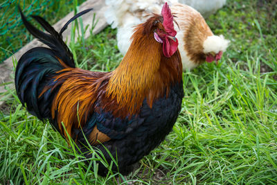 View of a bird on field