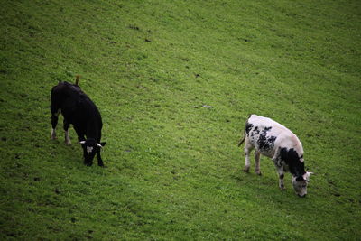 Horses grazing in a field