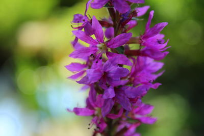 Close-up of pink flowering plant